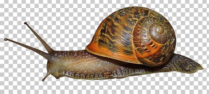 Snail PNG, Clipart, Animal, Animals, Clip Art, Drawing, Gastropods Free PNG Download