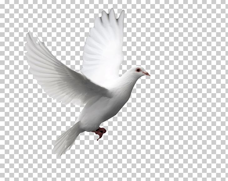 Columbidae Doves As Symbols Release Dove Bird Squab PNG, Clipart, Animals, Beak, Bird, Columbidae, Desktop Wallpaper Free PNG Download