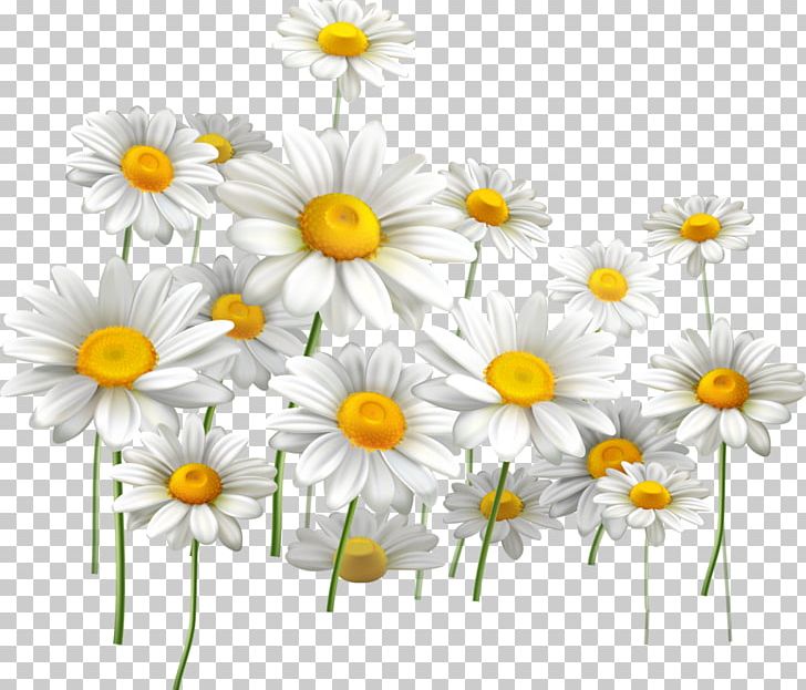 Common Daisy Light Flower Chamomile PNG, Clipart, Cha, Chamaemelum Nobile, Chrysanths, Common Daisy, Daisy Free PNG Download