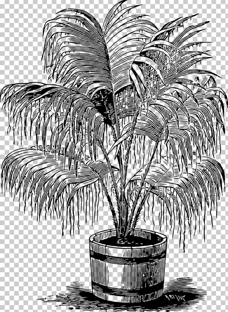 Drawing Arecaceae Line Art Monochrome Black And White PNG, Clipart, Arecaceae, Arecales, Black And White, Download, Drawing Free PNG Download