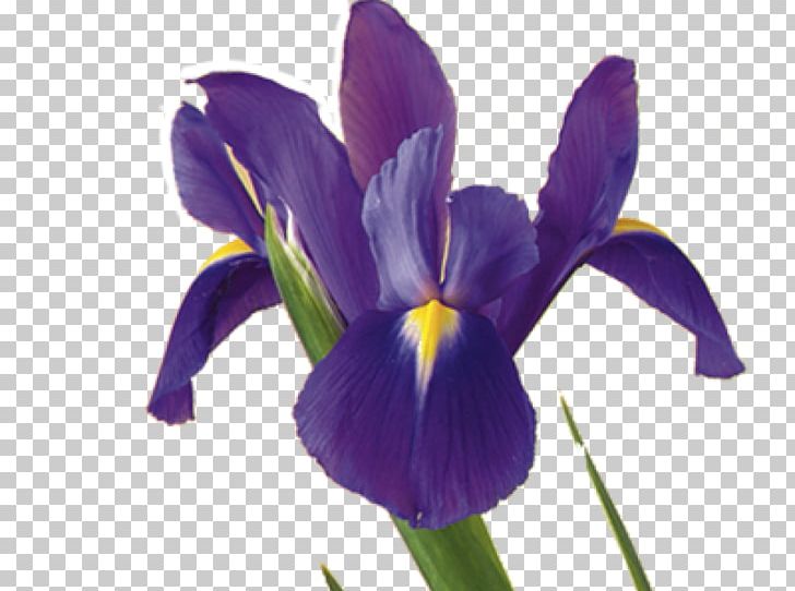Iris Flower Data Set Plant Symbolism Iris Versicolor PNG, Clipart, Flower, Flowering Plant, Gladiolus, Iris, Irises Free PNG Download