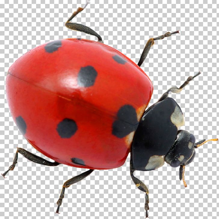 Ladybird Beetle Pest Control Ant PNG, Clipart, Allj, Animals, Ant, Art, Arthropod Free PNG Download