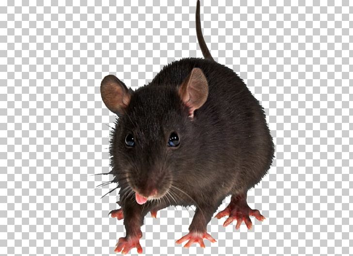 Mouse Rodent Brown Rat Portable Network Graphics PNG, Clipart, Black Rat, Brown Rat, Desktop Wallpaper, Fauna, Gerbil Free PNG Download