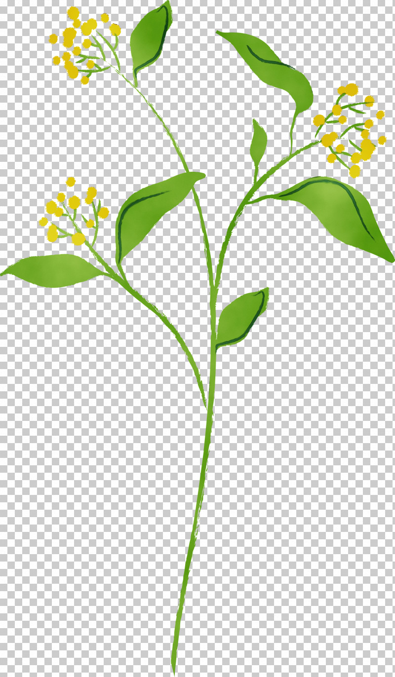 Flower Plant Plant Stem Leaf Pedicel PNG, Clipart, Flower, Leaf, Paint, Pedicel, Plant Free PNG Download