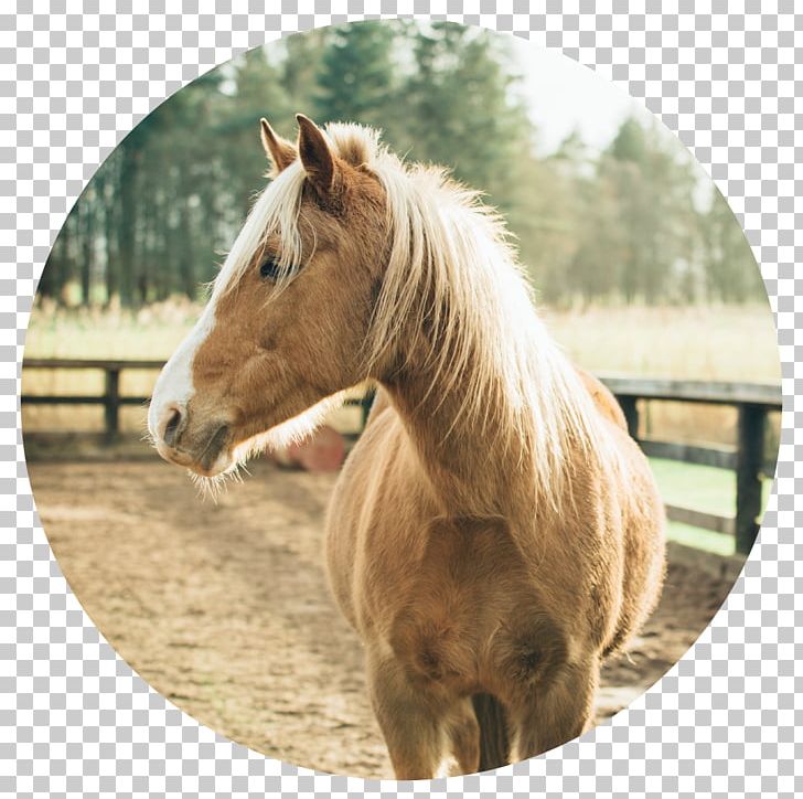 Black Forest Horse American Quarter Horse Arabian Horse Equestrian Pony PNG, Clipart, Animal, Arabian Horse, Ati, Black, Black Forest Horse Free PNG Download