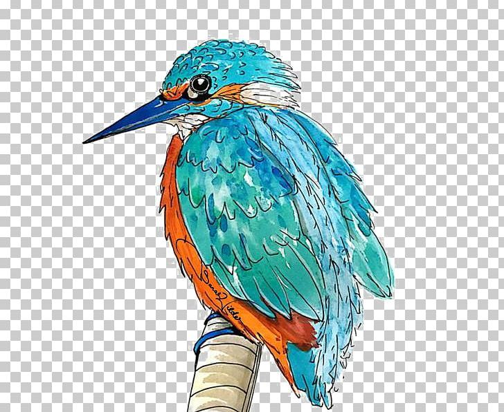 Kingfisher Portable Network Graphics Bird Illustration PNG, Clipart, Animal, Animals, Art, Beak, Bird Free PNG Download