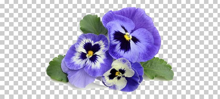 Pansy Violet Flower Stock Photography PNG, Clipart, Annual Plant, Floral Scent, Flower, Flowering Plant, Garden Free PNG Download