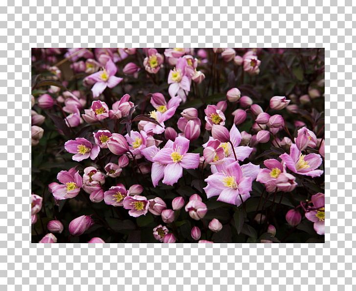 Anemone Clematis Clematis 'Fragrant Spring' Plant Vine Shrub PNG, Clipart,  Free PNG Download