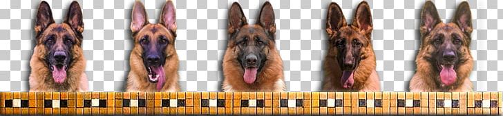 The German Shepherd Dog Puppy PNG, Clipart, Ammunition, Animals, Breed, Breeder, Canidae Free PNG Download