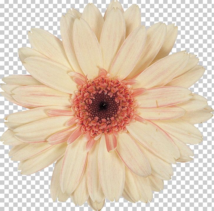 Cut Flowers Transvaal Daisy Petal PNG, Clipart, Advertising, Blog, Chrysanthemum, Chrysanths, Cut Flowers Free PNG Download