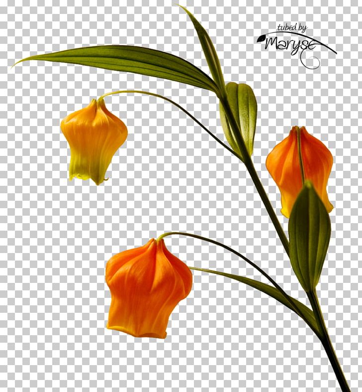 Flower PNG, Clipart, Clip Art, Color, Cut Flowers, Drawing, Flower Free PNG Download