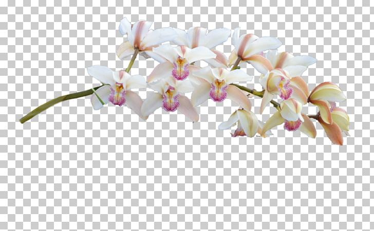 Moth Orchids Cut Flowers PNG, Clipart, Blossom, Branch, Cut Flowers, Desktop Wallpaper, Flower Free PNG Download