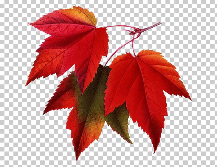 Red Maple Maple Leaf PNG, Clipart, Autumn, Autumn Leaf Color, Blade, Clip Art, Color Free PNG Download