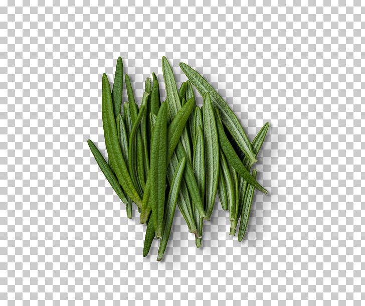 Rosemary Herb Green Bean Extract PNG, Clipart, Basil, Bean, Extract, Grass, Green Bean Free PNG Download