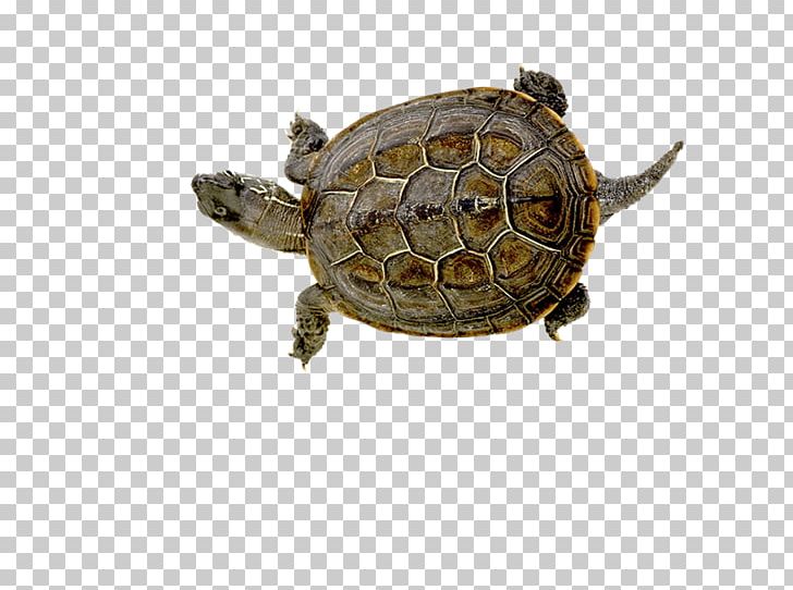 Box Turtles Raster Graphics Tortoise PNG, Clipart, Box Turtle, Box Turtles, Chelydridae, Common Snapping Turtle, Crocodiles Free PNG Download