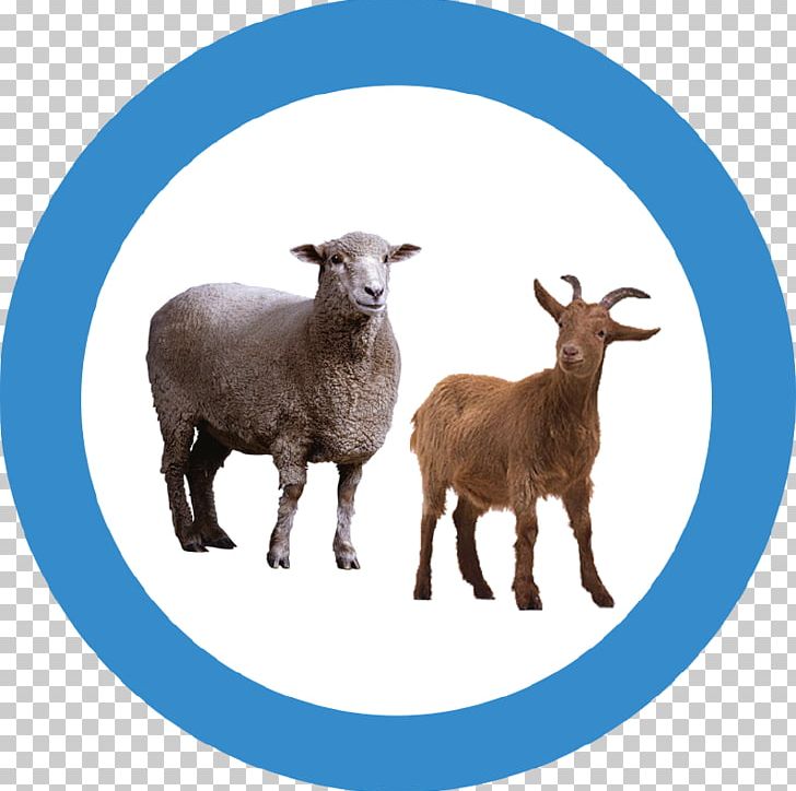 Goat Sheep Portable Network Graphics Transparency PNG, Clipart, Animals, Clipping Path, Cow Goat Family, Goat, Goat Antelope Free PNG Download
