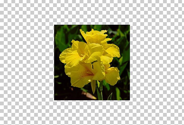 Narrow-leaved Sundrops Edible Canna Canna 'Yellow King Humbert' Plant Bulb PNG, Clipart,  Free PNG Download