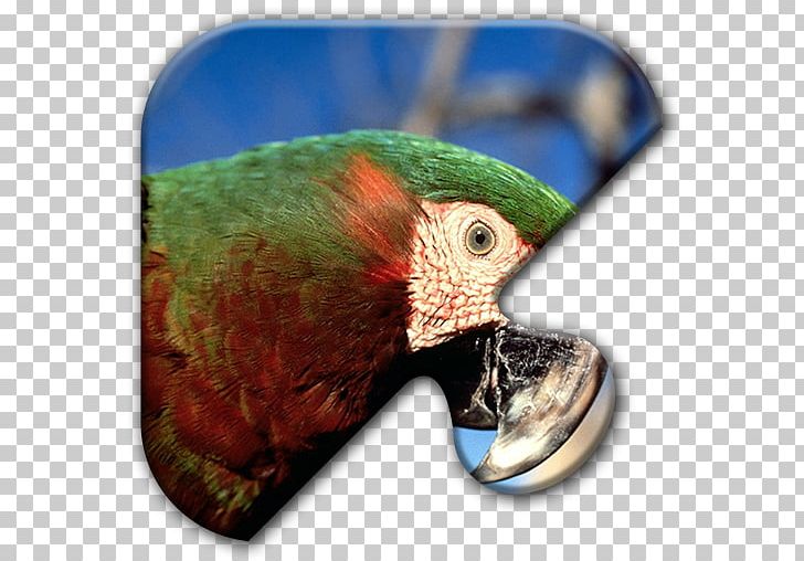 Parrot Bird Chestnut-fronted Macaw Scarlet Macaw PNG, Clipart, Amazon Parrot, Animals, Bird, Bluethroated Macaw, Bluewinged Macaw Free PNG Download