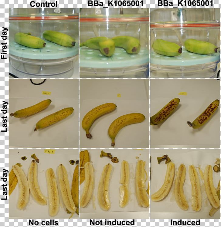 Banana Pickled Cucumber University Of Trento International Genetically Engineered Machine PNG, Clipart, Banana, Banana Family, Cucumber, Ethylene, Food Free PNG Download