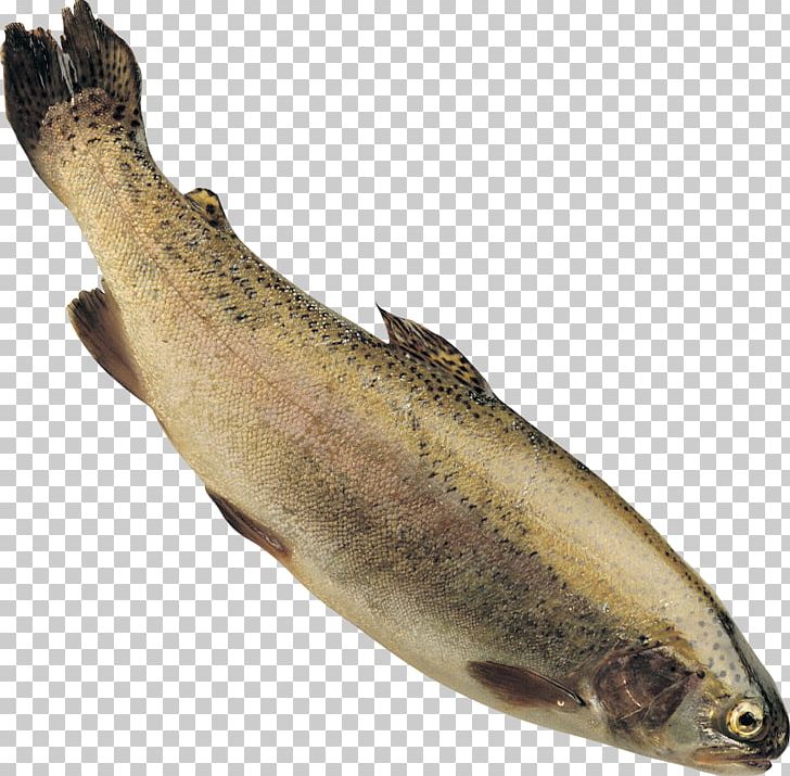 Rainbow Trout Fish And Chips Stream PNG, Clipart, Animals, Aquatic Insect, Bait, Bony Fish, Brown Trout Free PNG Download