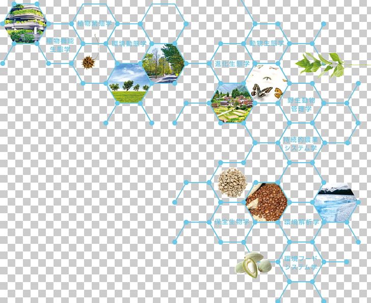 Ecology Tamagawa University Organism Insect Research PNG, Clipart, Animals, Area, Behavior, Chemical Ecology, Circle Free PNG Download