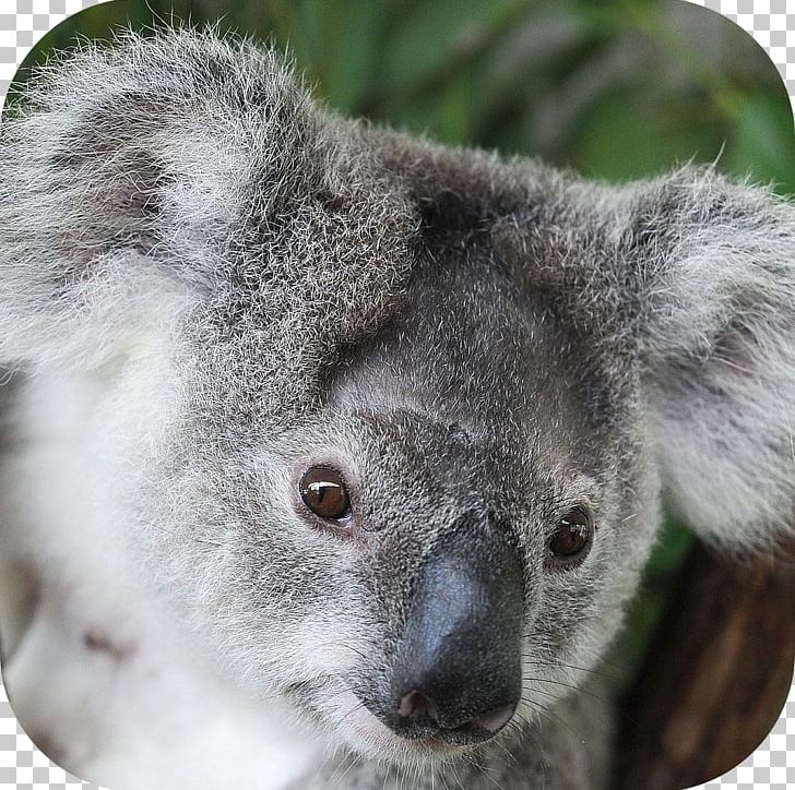 Koala Taronga Zoo Sydney Giant Panda Wombat San Diego Zoo PNG, Clipart, Animals, Australia, Child, Cuteness, Fauna Free PNG Download