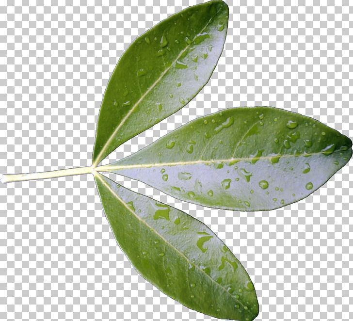 Leaf Texture Mapping Country Foods Plant Tree PNG, Clipart, Brush, Flower, Leaf, Leaves, Nature Free PNG Download