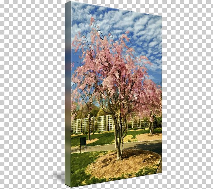 Cherry Blossom ST.AU.150 MIN.V.UNC.NR AD Sky Plc PNG, Clipart, Blossom, Branch, Cherry, Cherry Blossom, Flower Free PNG Download