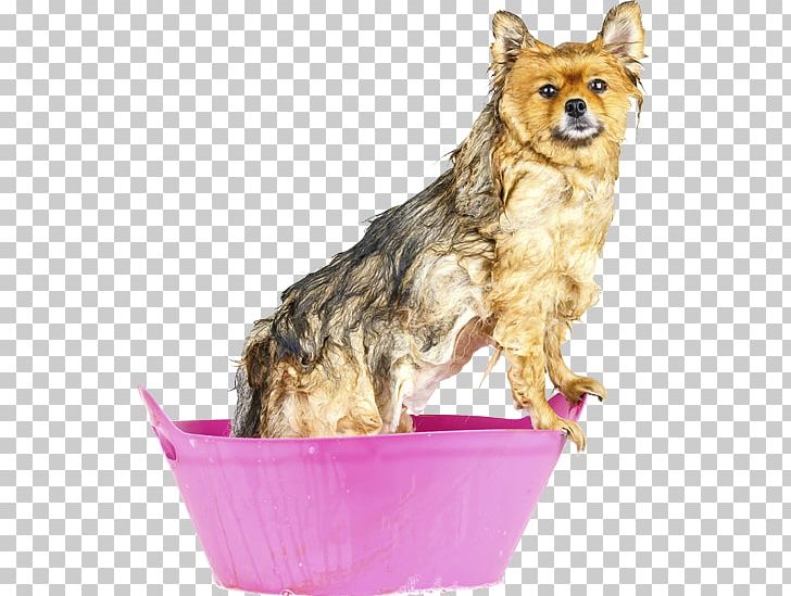 Norwich Terrier Norfolk Terrier Cairn Terrier Morkie Puppy PNG, Clipart, Animals, Bad Hair Day, Board, Breed, Cairn Terrier Free PNG Download