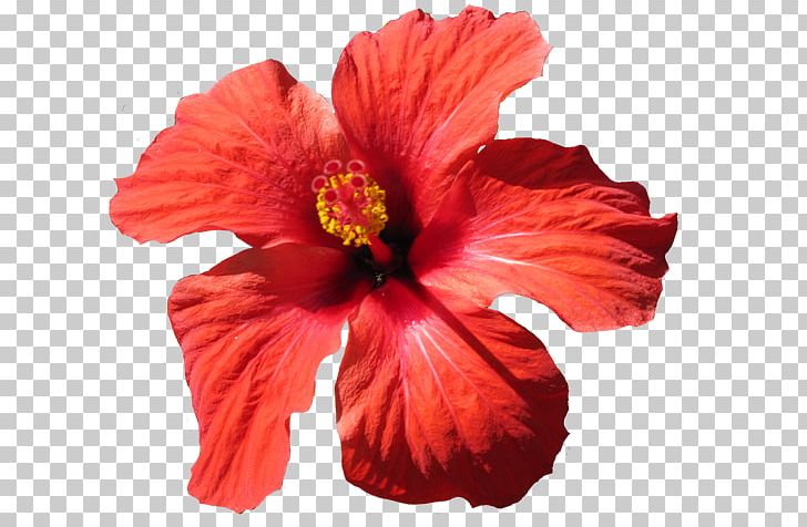 Shoeblackplant Cut Flowers Yellow Hibiscus PNG, Clipart, Annual Plant, China Rose, Chinese Hibiscus, Cut Flowers, Deviantart Free PNG Download