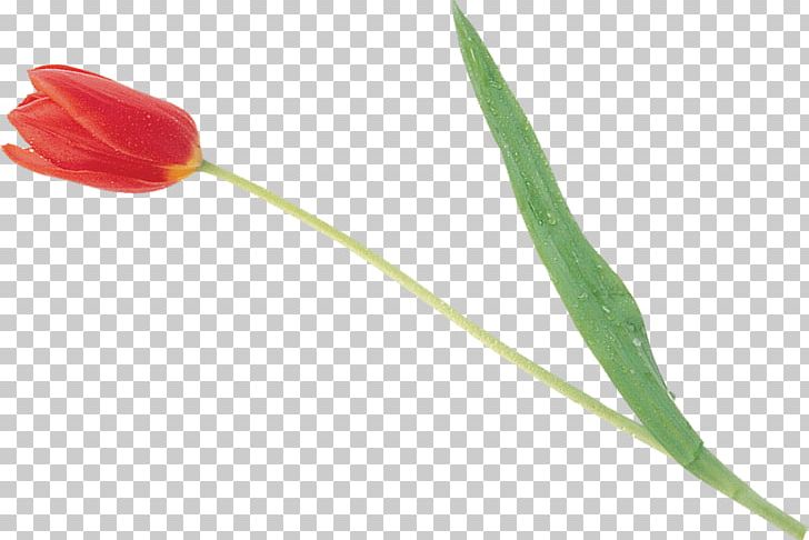 Tulip Petal Plant Stem PNG, Clipart, Flower, Flowering Plant, Flowers, Lily Family, Petal Free PNG Download