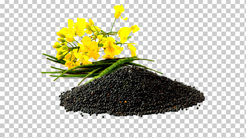 Plant Flower Soil Fennel Flower PNG, Clipart, Fennel Flower, Flower, Plant, Soil Free PNG Download