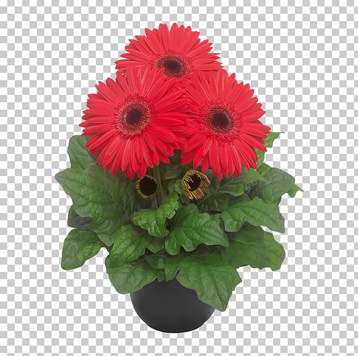 Transvaal Daisy Floral Design Cut Flowers Flower Bouquet PNG, Clipart, Annual Plant, Artificial Flower, Cut Flowers, Daisy Family, Floral Design Free PNG Download