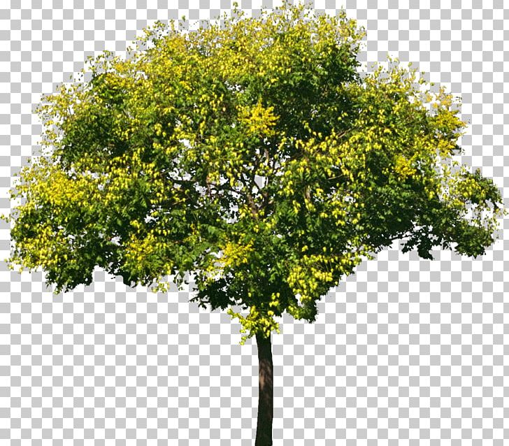 Tree Stock Photography Oak PNG, Clipart, Branch, Bushes, Earleaf Acacia, Evergreen, Java Plum Free PNG Download