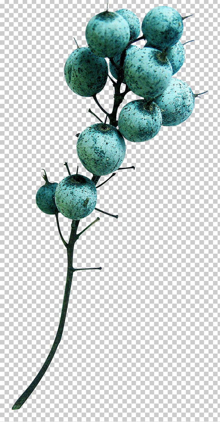 Turquoise Fruit Branching PNG, Clipart, Branch, Branching, Etoile, Fruit, Longan Free PNG Download