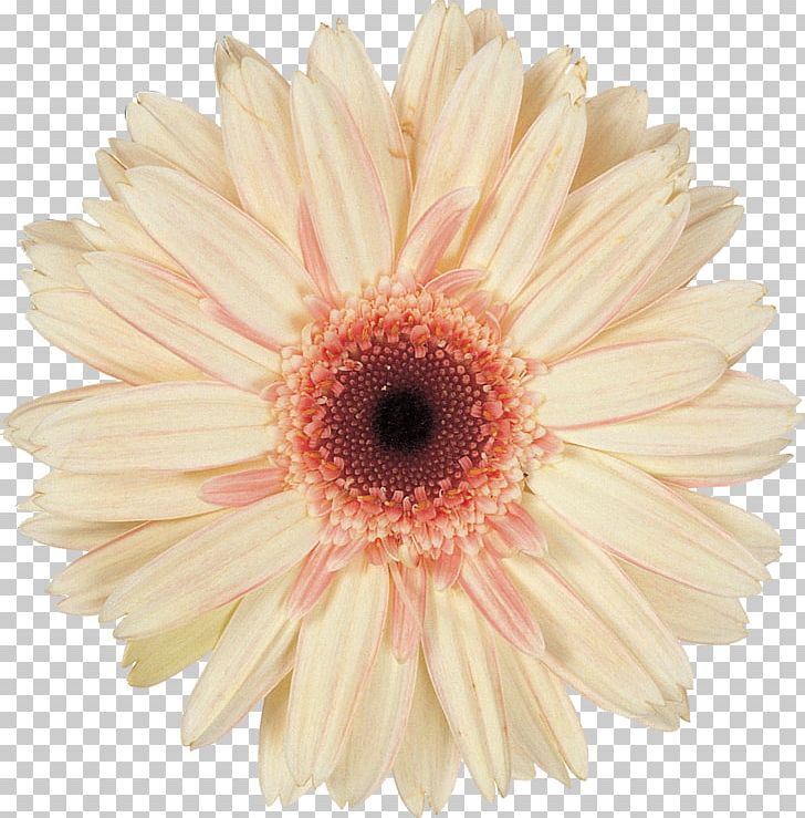 Daisy Family Cut Flowers Transvaal Daisy PNG, Clipart, Advertising, Asterales, Blog, Chrysanthemum, Chrysanths Free PNG Download