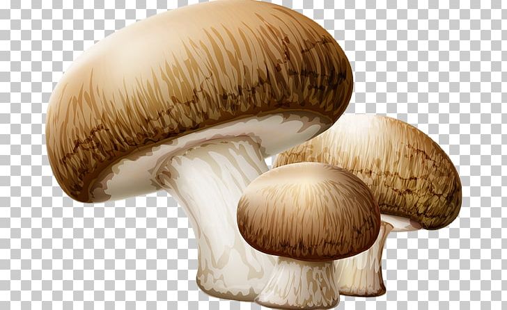Edible Mushroom Wild Mushroom PNG, Clipart, Agaricaceae, Agaricomycetes, Agaricus, Champignon Mushroom, Common Mushroom Free PNG Download