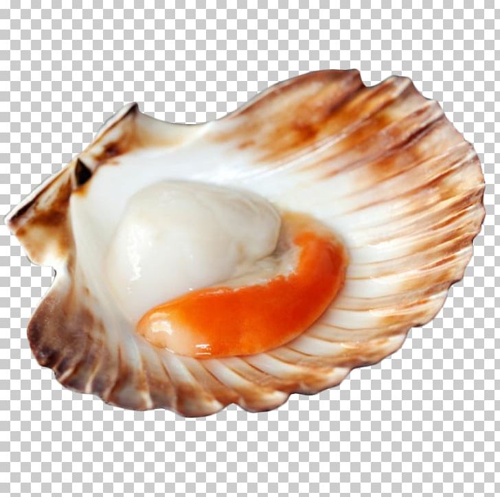Pizza Seafood Scallop Lobster PNG, Clipart, Animal Source Foods, Bivalvia, Chlamys Varia, Clam, Clams Oysters Mussels And Scallops Free PNG Download