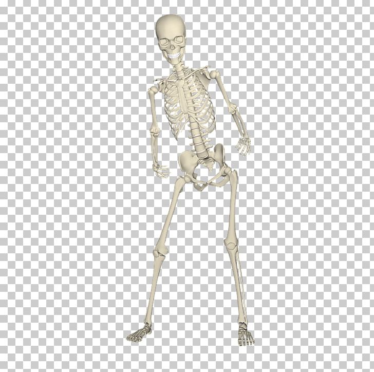 Human Skeleton Bone Skull PNG, Clipart, Anatomy, Arm, Bride, Corpse, Corpse Bride Free PNG Download