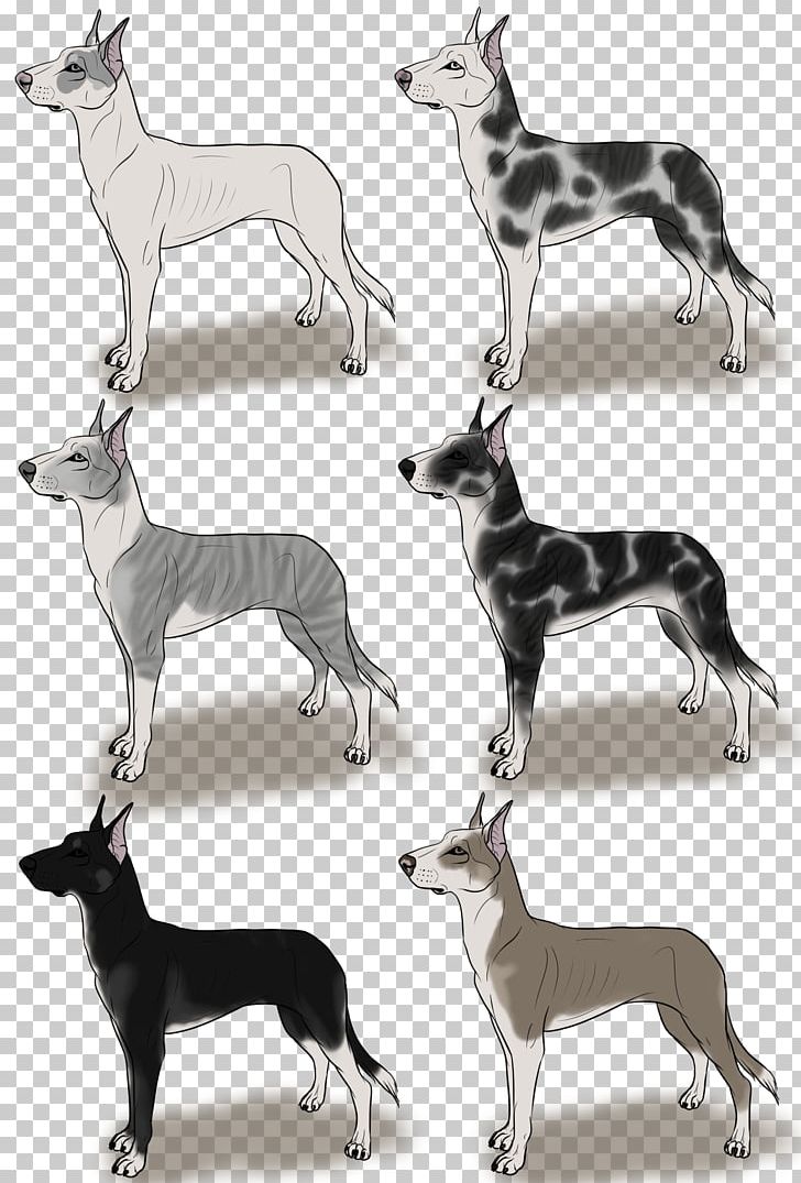 Italian Greyhound Whippet Spanish Greyhound Sloughi PNG, Clipart, 08626, Afghan Hound, Breed, Carnivoran, Dog Free PNG Download