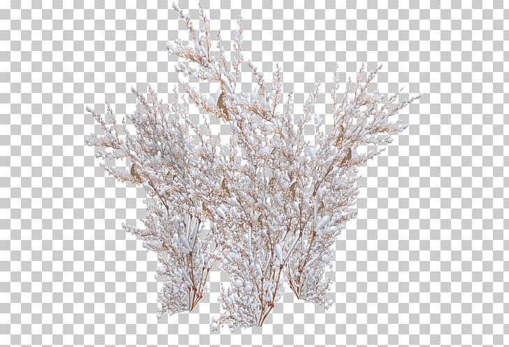 Panicled Hydrangea Twig Tree Shrub Frost PNG, Clipart, Branch, Bush, Conifers, Download, Freezing Free PNG Download