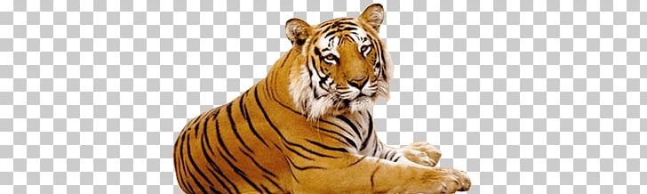 Tiger PNG, Clipart, Tiger Free PNG Download