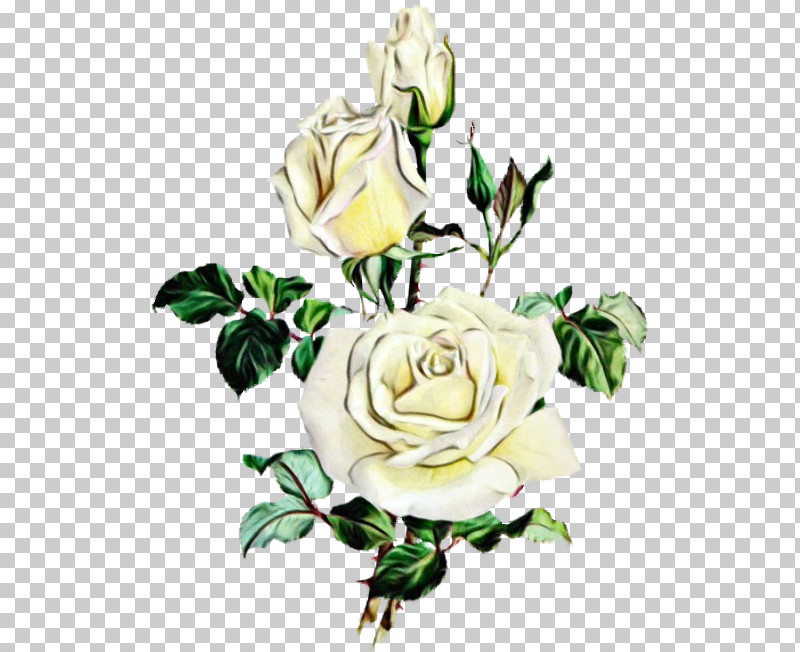 Garden Roses PNG, Clipart, Artificial Flower, Austrian Briar, Bouquet, Cut Flowers, Floribunda Free PNG Download