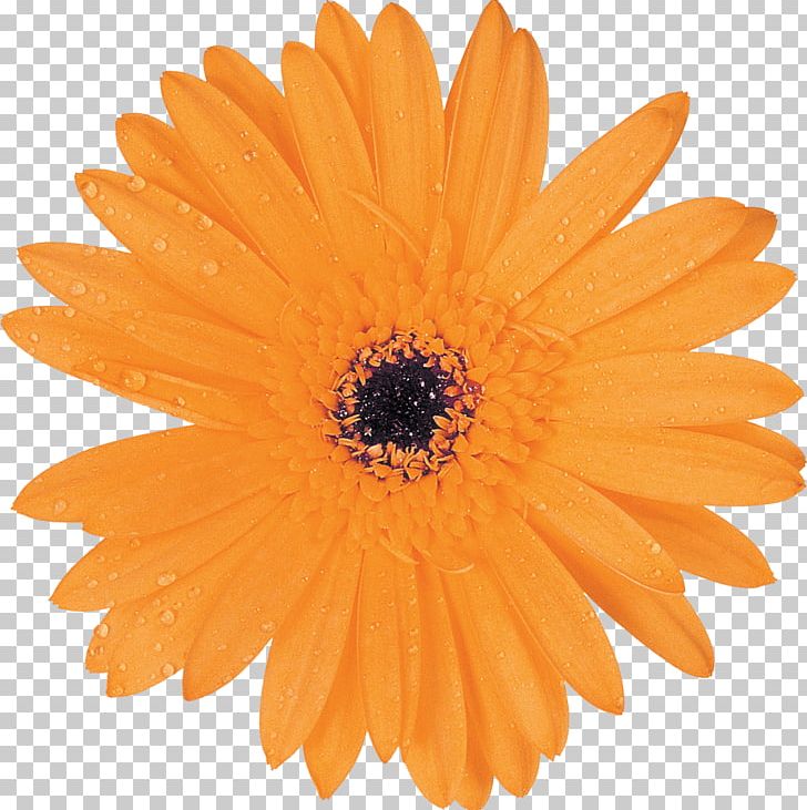 Common Daisy Transvaal Daisy Orange PNG, Clipart, Blue, Calendula, Color, Common Daisy, Cut Flowers Free PNG Download