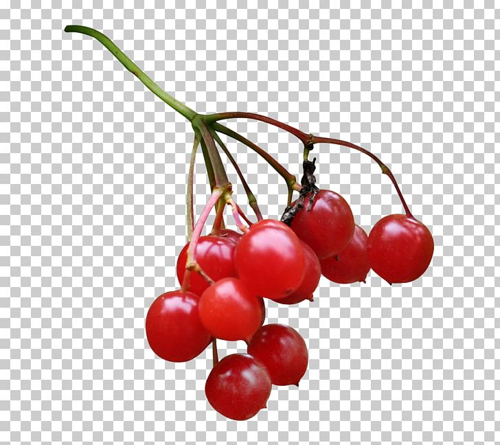 Cranberry Zante Currant Lingonberry Pink Peppercorn PNG, Clipart, Auglis, Berry, Cherry, Cranberry, Currant Free PNG Download