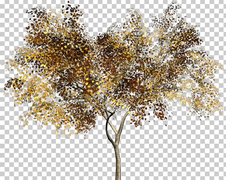 Twig Portable Network Graphics Tree Adobe Photoshop PNG, Clipart, Autumn, Branch, Nature, Plant, Shrub Free PNG Download