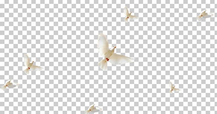 White Petal Pattern PNG, Clipart, Bird, Flight, Line, Other, Pattern Free PNG Download