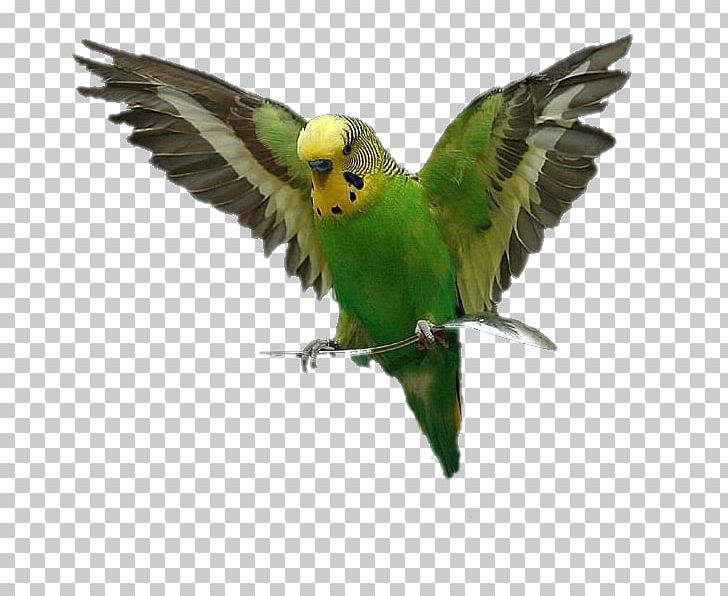 Lovebird Parrot Budgerigar Perroquet PNG, Clipart, Amazon Parrot, Animal, Animals, Beak, Bird Free PNG Download