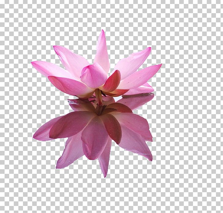 Pygmy Water-lily Nelumbo Nucifera Icon PNG, Clipart, Aquatic Plant, Download, Encapsulated Postscript, Flower, Flowering Plant Free PNG Download