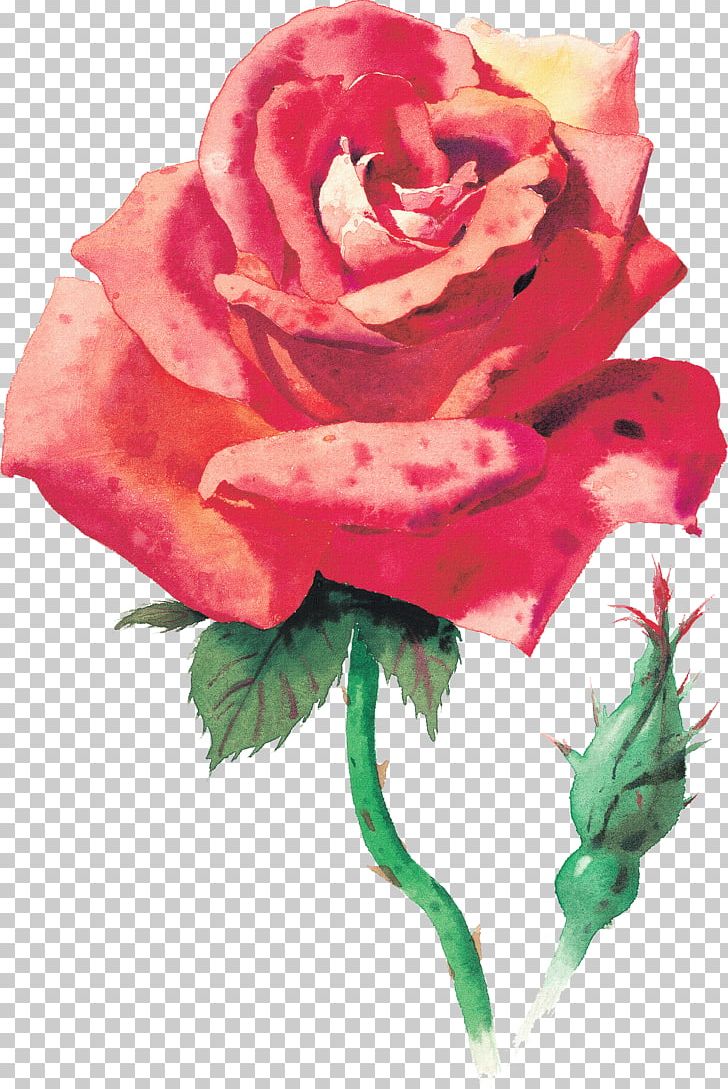 Rose Watercolor Painting Desktop PNG, Clipart, China Rose, Desktop Wallpaper, Floribunda, Floristry, Flower Free PNG Download